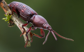 Большой коричневый жук сидит на ветке 