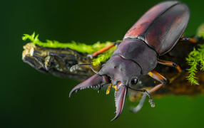 Большой коричневый жук олень сидит на ветке дерева
