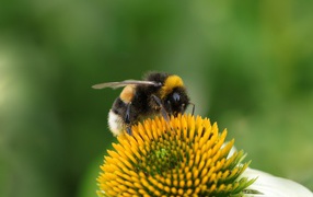 Большой шмель сидит на цветке ромашки 