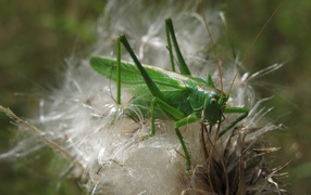 Большой зеленый кузнечик сидит на цветке 