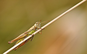 Большой зеленый кузнечик сидит на траве