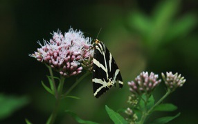 Черно-белая бабочка сидит на розовом цветке 