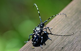 Черный жук Anoplophora chinensis на дереве 