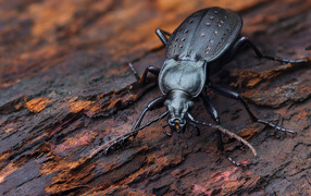 Черный жук жужелица сидит на трухлявом дереве