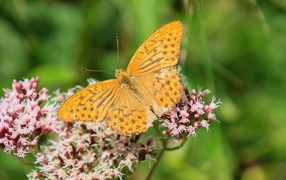Коричневая бабочка на растении с маленькими розовыми цветами 