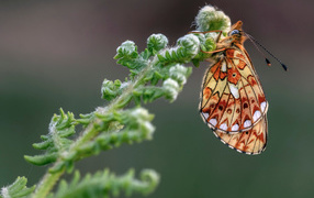 Коричневая бабочка на зеленом цветке папоротника 