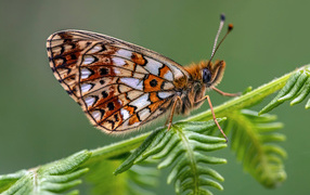 Коричневая бабочка сидит на зеленом листе 