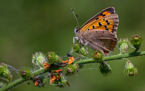Коричневая бабочка сидит на колючем растении