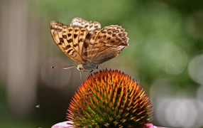Коричневая бабочка сидит на цветке эхинацеи 