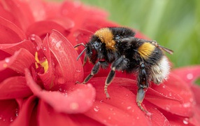 Шмель на красном цветке в каплях воды 