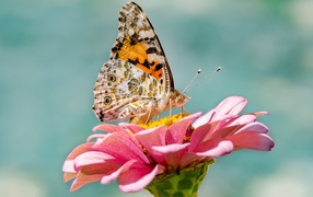 Бабочка сидит на розовом цветке циннии крупным планом