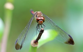 Стрекоза с прозрачными крыльями на ветке