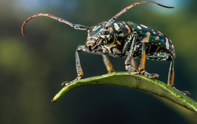 Жук Фаустабрина на зеленом листе крупным планом