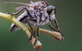 Муха крупным планом на ветке 