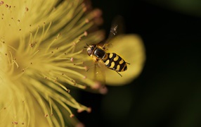 Муха журчалка у желтого цветка 