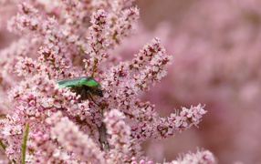 Зеленый жук на ветке с розовыми цветами