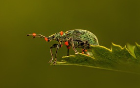 Зеленый жук сидит на листе
