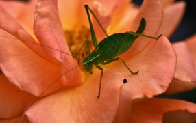 Green grasshopper sitting on a pink rose