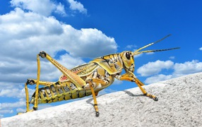 Большой кузнечик на камне на фоне голубого неба 