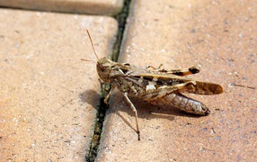 Большой серый кузнечик на плитке