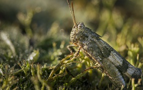 Большая зеленая саранча крупным планом