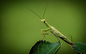 Большой зеленый богомол на зеленом листе 