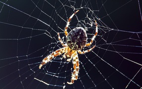 Большой паук на паутине на черном фоне крупным планом 