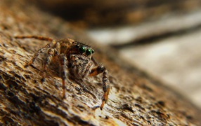 Large spider with green eyes
