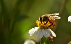 Маленькая пчела на белом цветке крупным планом