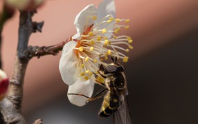 Маленькая пчела сидит на белом цветке весной 
