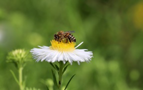Маленькая пчела сидит на белом полевом цветке 