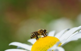 Маленькая пчела сидит на желтой середине ромашки 