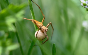 Little spider with an egg hanging on the grass