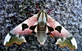 Бабочка сова крупным планом на камне