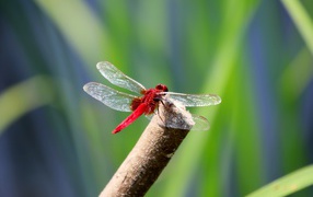 Red dragonfly with transparent wings sits on a branch