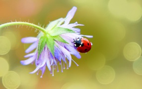 Красная божья коровка сидит на цветке 