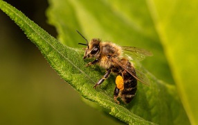 Маленькая пчела сидит на зеленом листе крупным планом 