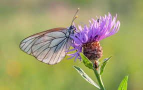 Маленькая голубая бабочка на сиреневом фоне