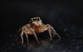 Паук с большими черными глазами крупным планом