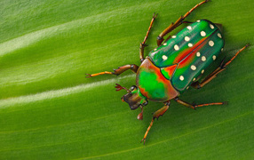 Жук Стефаноррина сидит на зеленом листе