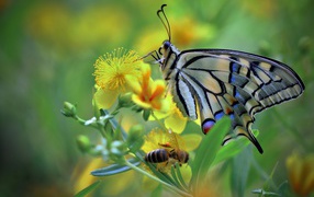 Бабочка махаон и пчела сидят на желтом цветке