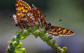 Две коричневые бабочки на зеленом листе папоротника 