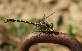 Желтая с черным стрекоза  на  железном поручне 