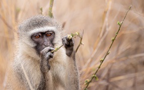 A monkey gnaws a branch