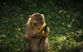 A monkey gnaws a mango fruit