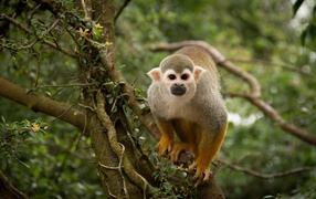 Забавная обезьяна на дереве