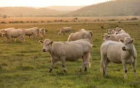 A herd of domestic cows grazing in the meadow