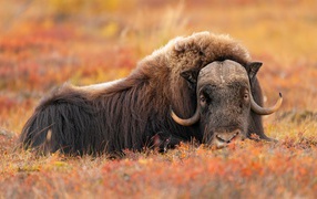 A large musk ox lies on the grass