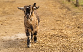 A little goat walks on the ground