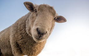 Большая любопытная овца смотрит в камеру